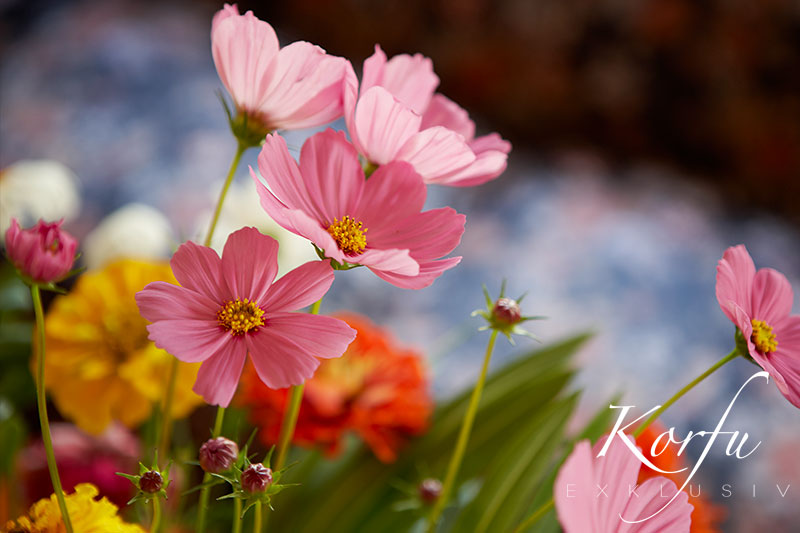 St. George’s Bay Country Club - Korfu Exklusiv